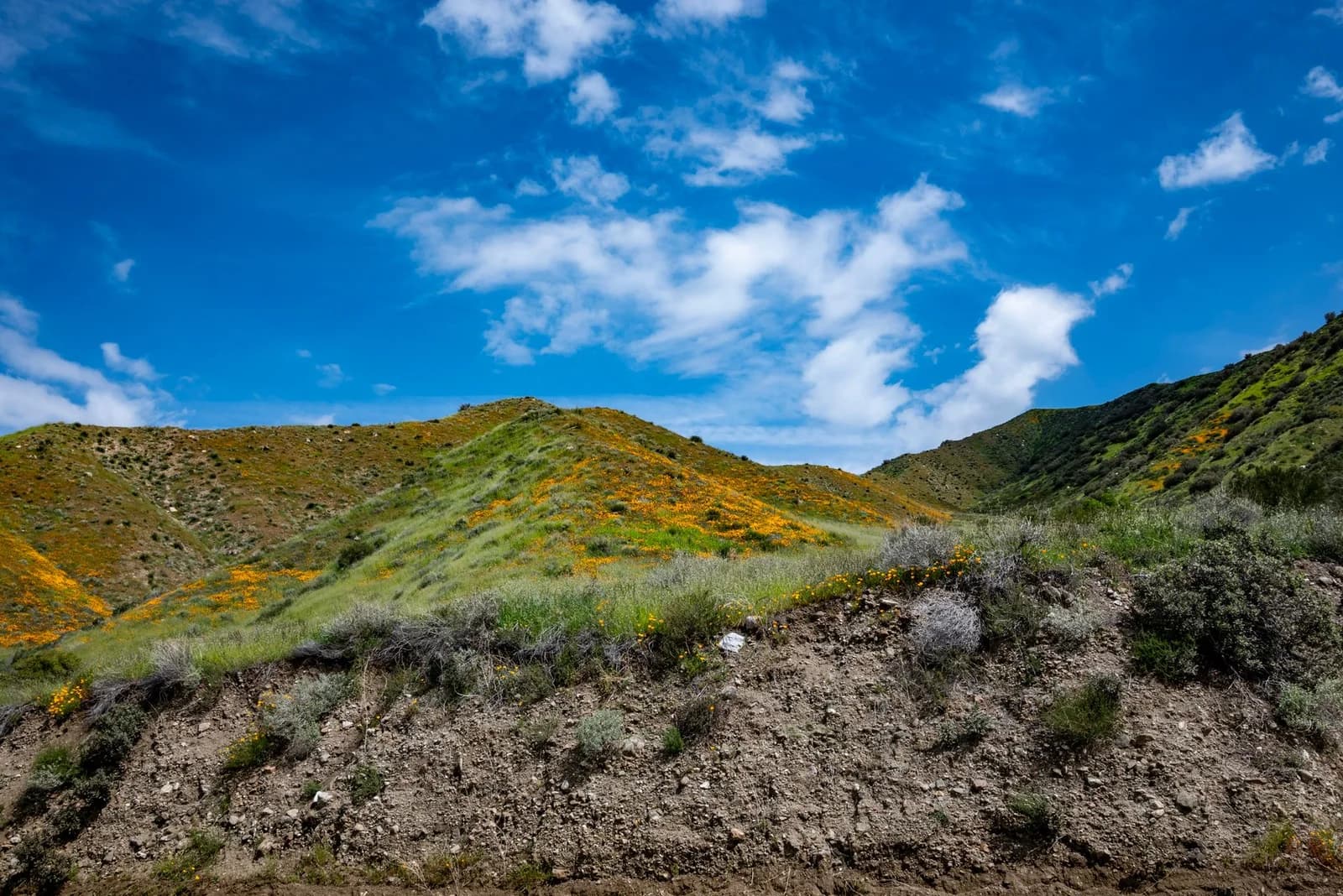 Colorful spring wildflowers on a hillside under a bright blue sky in Santa Clarita, California.